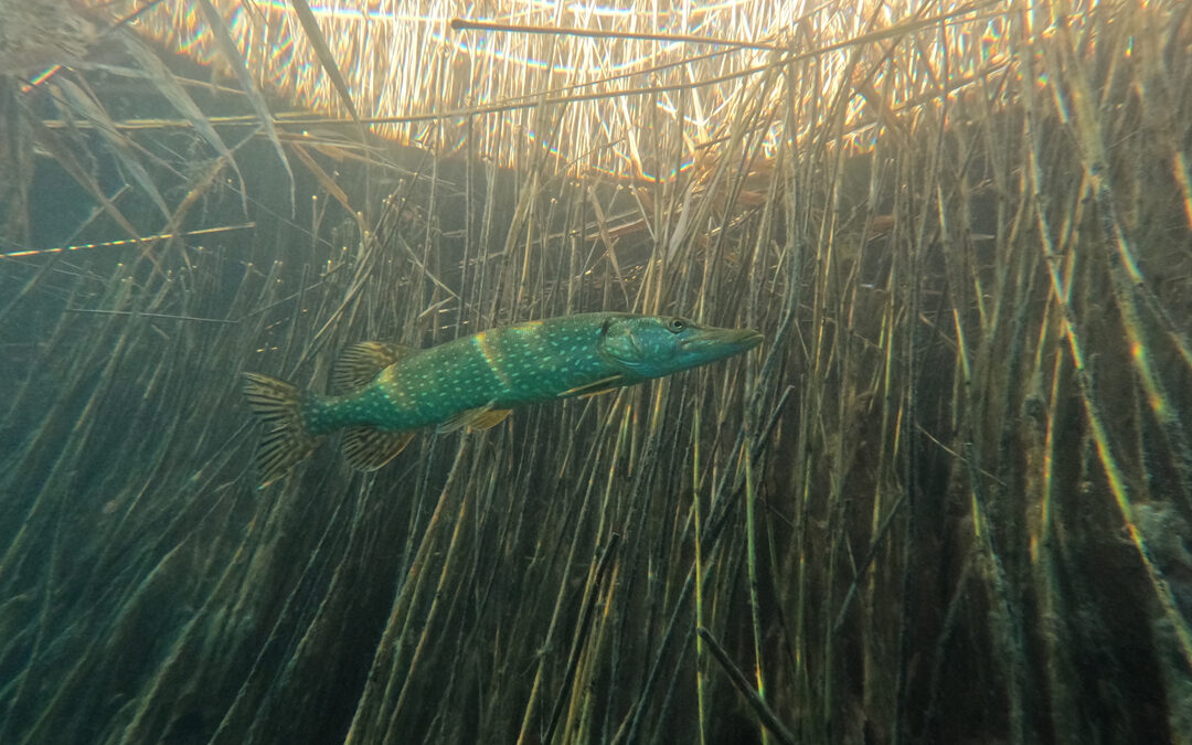 CordosDiving – Plongée en Suisse (Wallis)